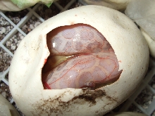 Hypo Het Leucy Surprise