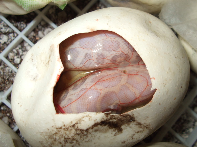 Hypo Het Leucy Surprise