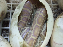 hypo het leucy 2 clutch 2