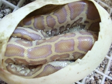 hypo het leucy 4 clutch 2