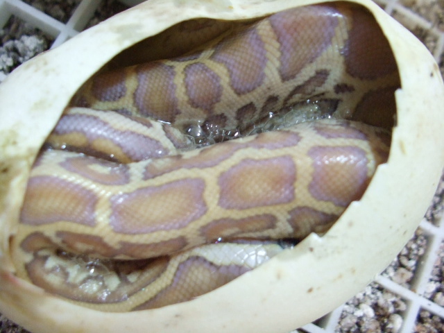 hypo het leucy 4 clutch 2