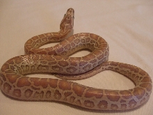 HHL 1