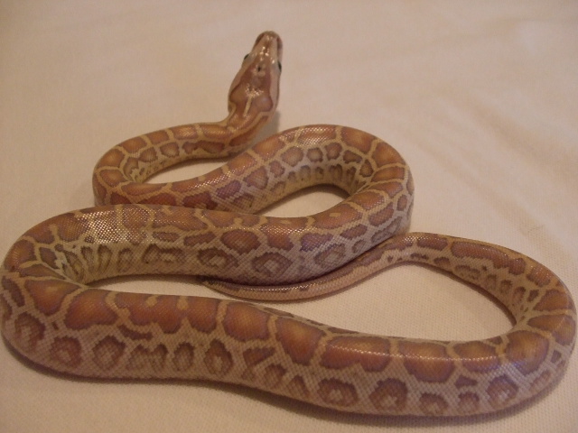 HHL 1