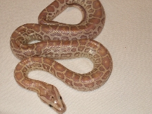 HHL 3
