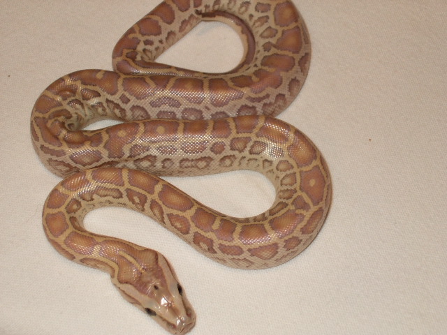 HHL 3