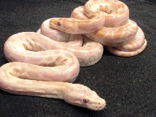 Hypo Albino 3