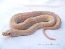 Hypo Albino Green_white