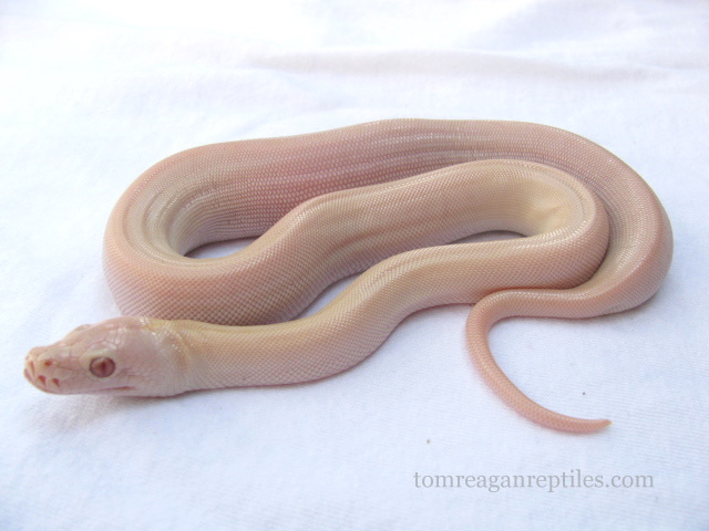 Hypo Albino Green_white
