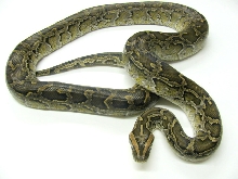 Half Dwarf Male