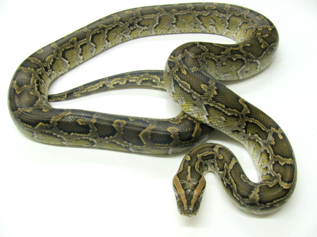Half Dwarf Male