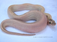 hypo green_white
