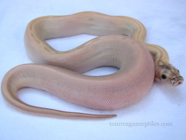 hypo green_white