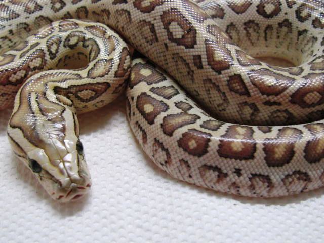 Hypo Half Dwarf'