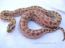 hypo het green_white