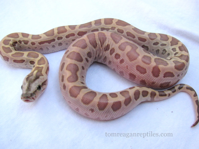 hypo het green_white