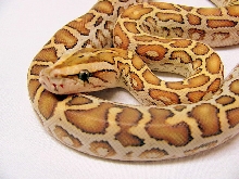 Hypo1