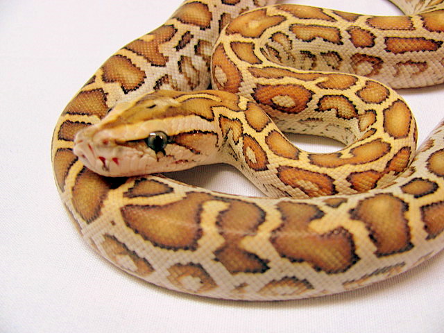 Hypo1