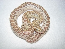 Hypo Half Dwarf 2