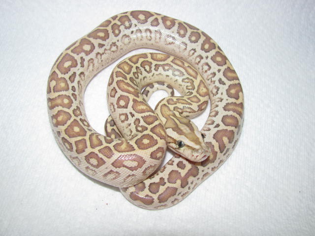 Hypo Half Dwarf 2
