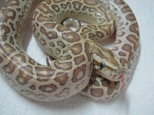 Hypo Half Dwarf 3