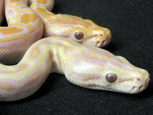 Hypo Albino 1