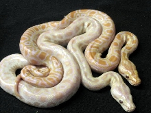 Hypo Albino2