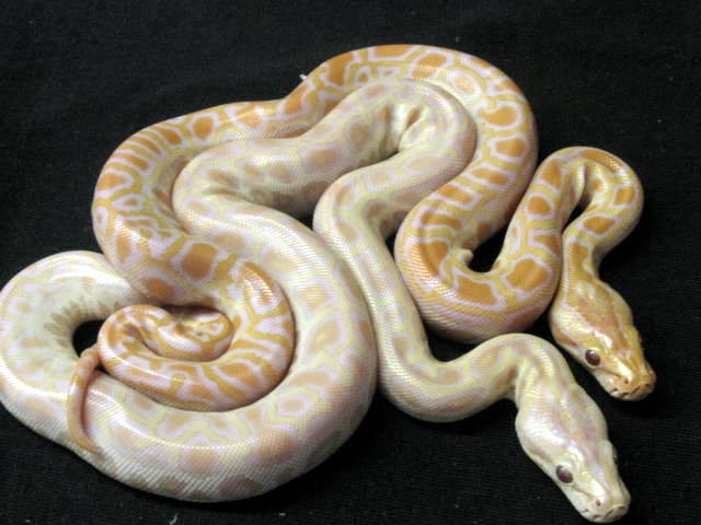 Hypo Albino2