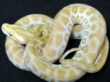 Pearl3
