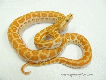 pearl522a
