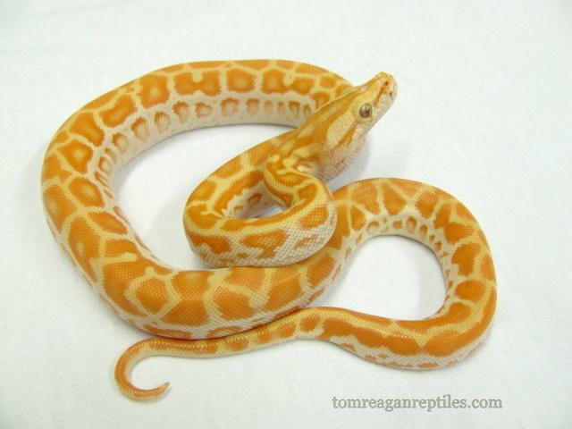 pearl522a