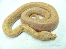 pearl het green
