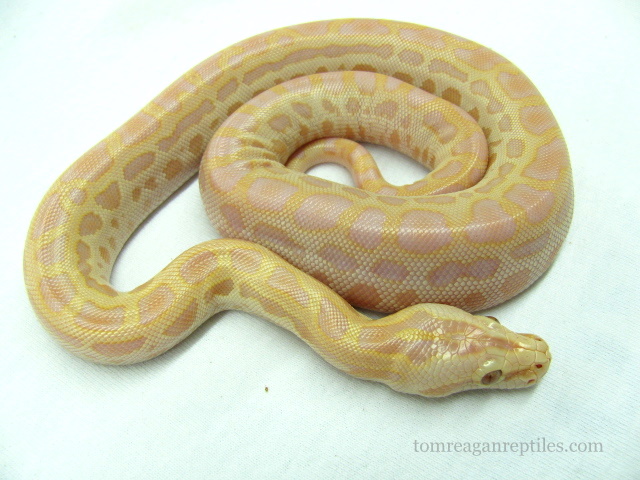 pearl het green