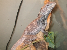 Brahman