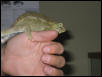 Chameleon growth