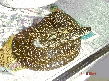 Diamond male