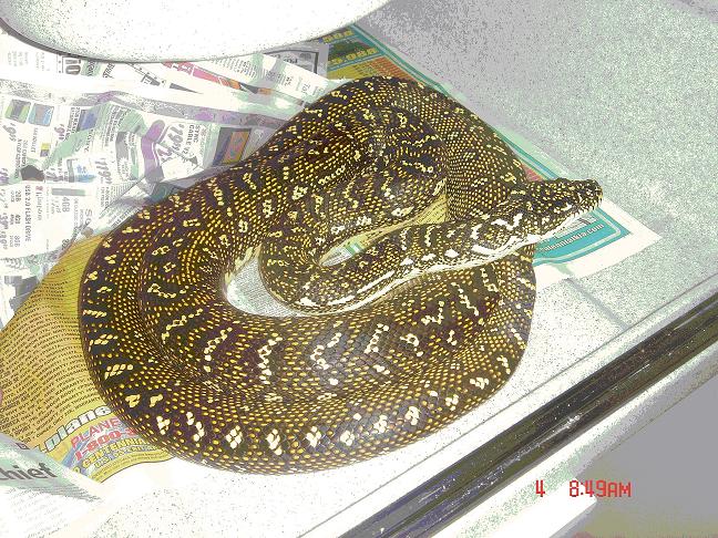Diamond male