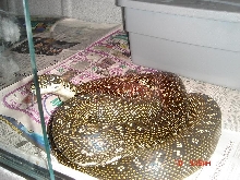 diamond female