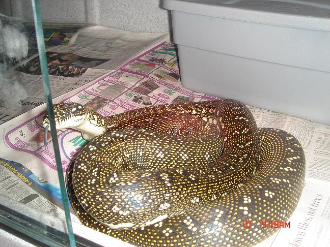 diamond female