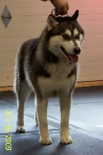 Diesel
