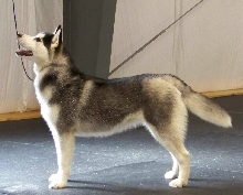Teka