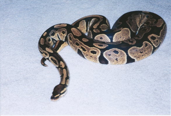 Pepper