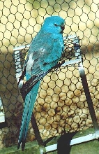 blue red c