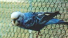 cobalt budgie