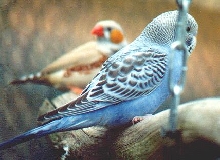violet opaline