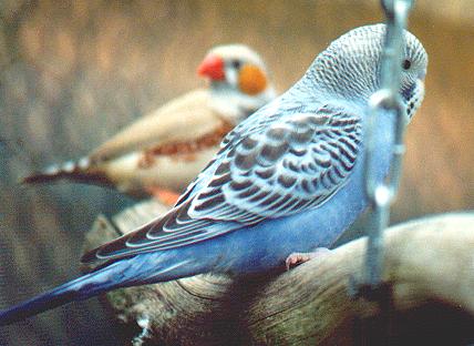 violet opaline