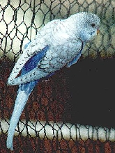 violet spangle
