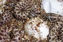 western hognose hatching
