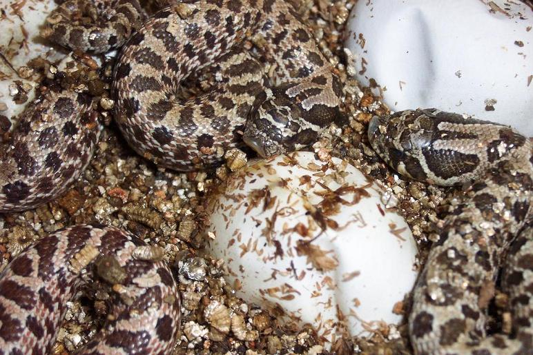 western hognose hatching