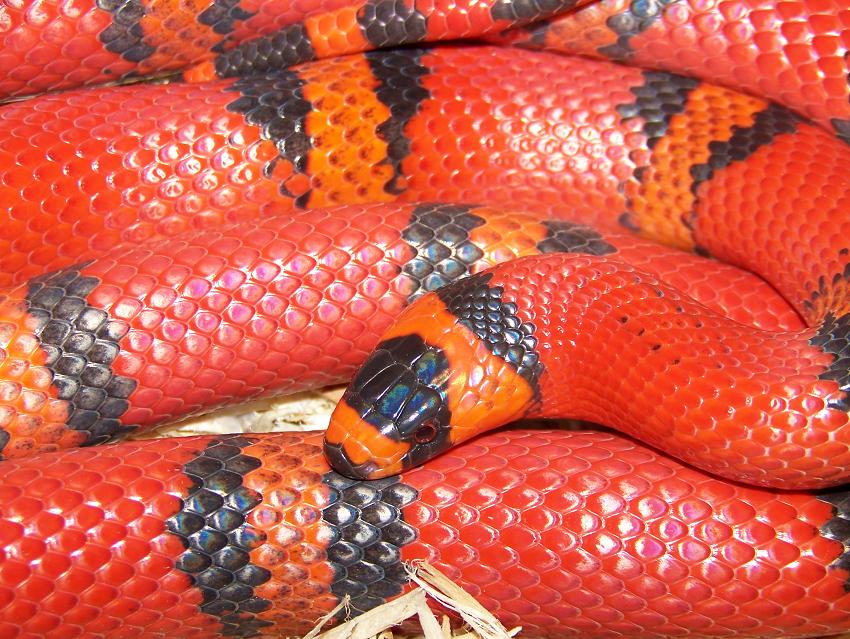 Hypo het anery Honduran