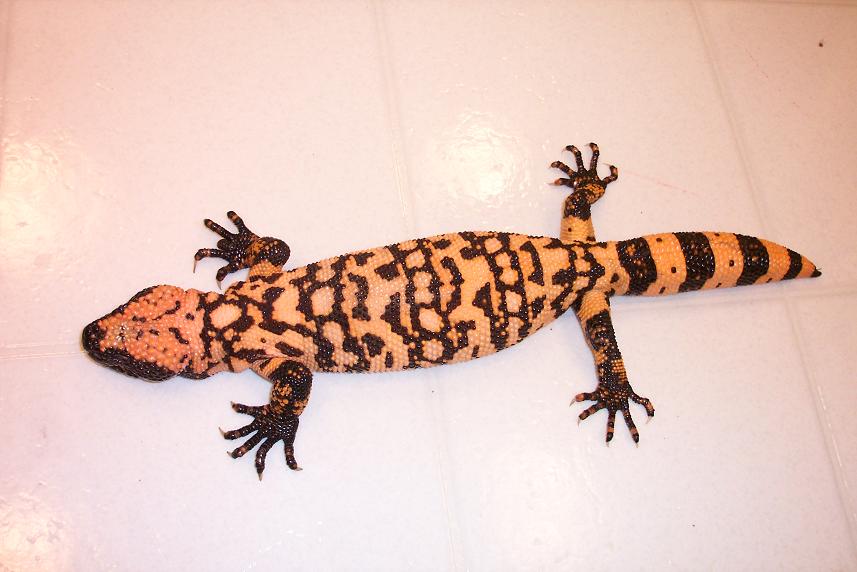 cinctum